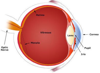 Diagram of Eye-Cornea